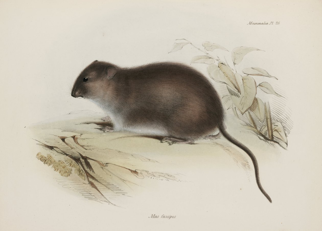 Bush tai ruskeajalkainen rotta, Australia, n. 1832-1836 tekijältä John Pardon