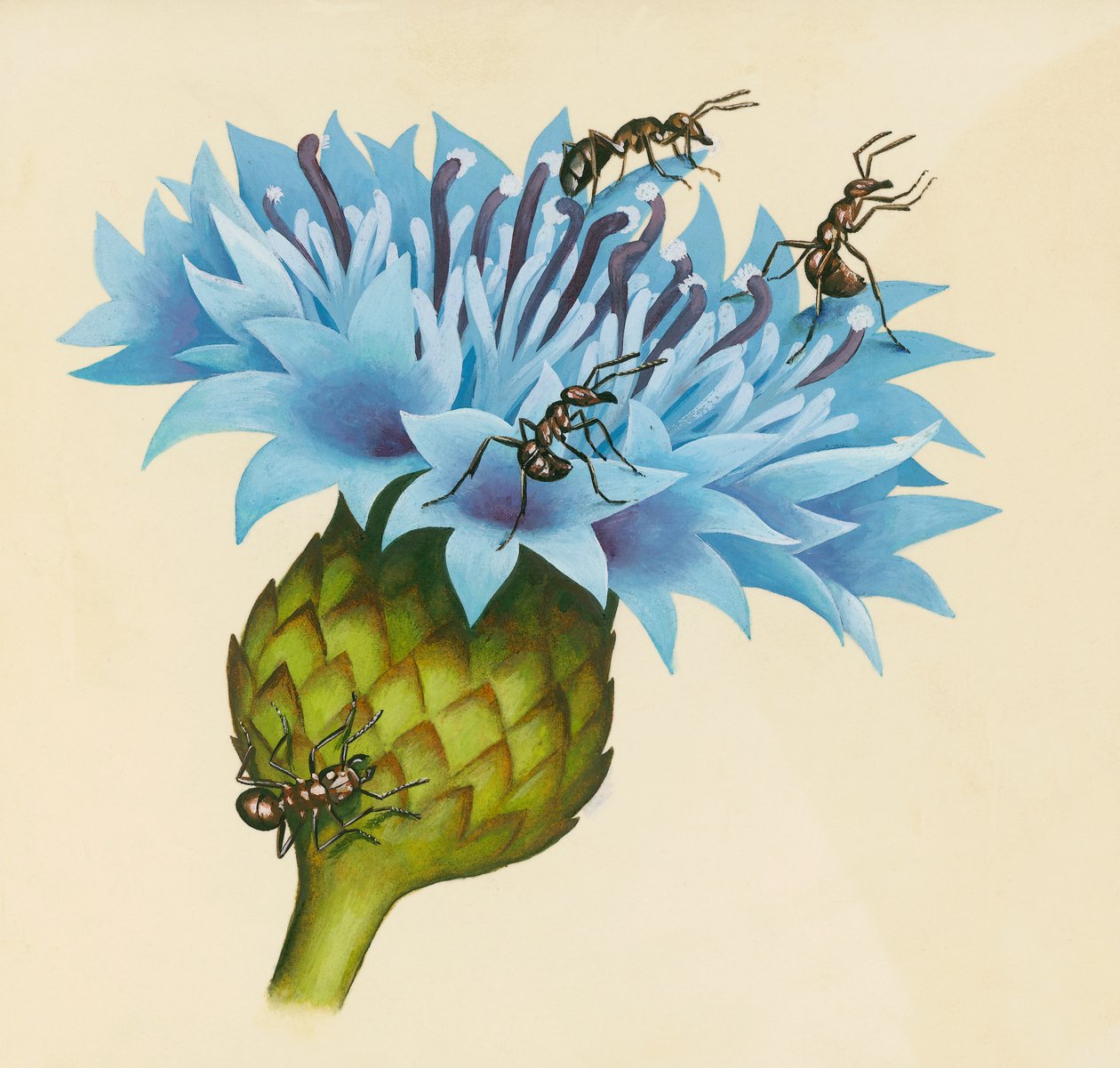 Centaurea kukka aggressiivisilla muurahaisilla, piirustus tekijältä William Walcutt