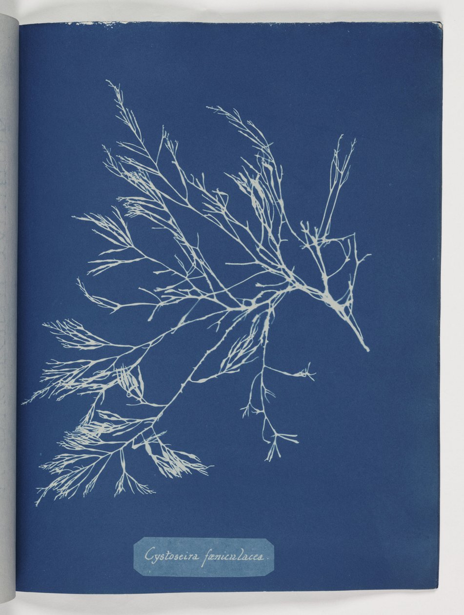 "Cystoseira foeniculacea" tekijältä Frederick (attr. to) Barnard