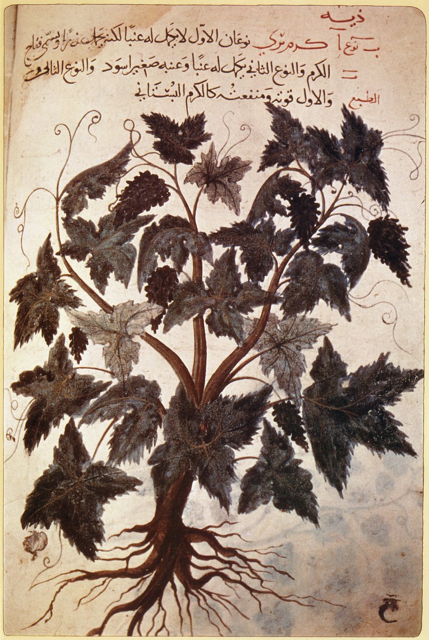 Herbals Vine tekijältä Ferdinand Georg Waldmuller