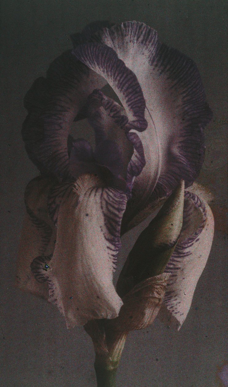 "Iris germanique" (Iris germanica) tekijältä Frederick (attr. to) Barnard