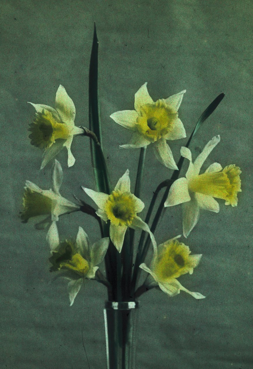 "Daffodils" (Daffodil - Golden Spur) tekijältä Frederick (attr. to) Barnard