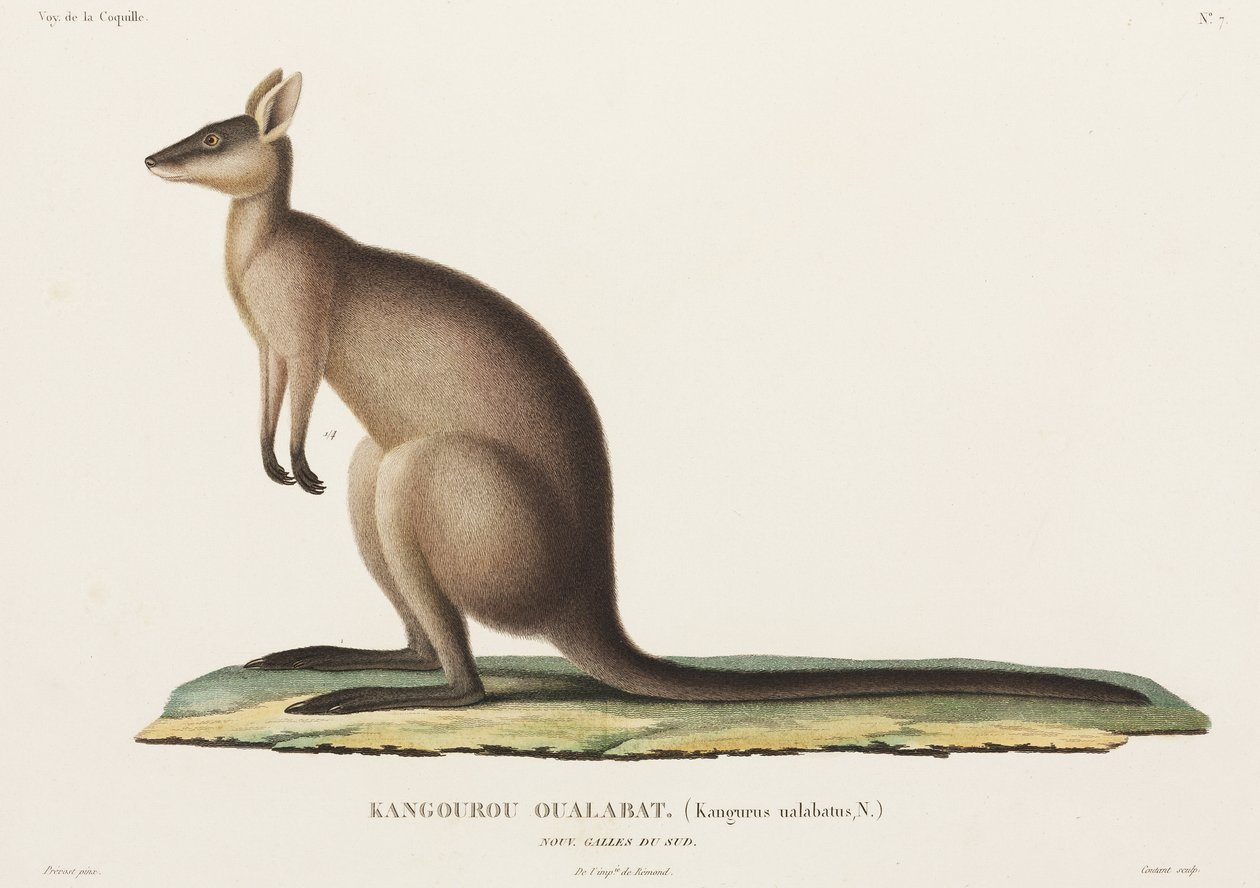 Kangaroo, Uusi Etelä-Wales, Australia tekijältä John Pardon
