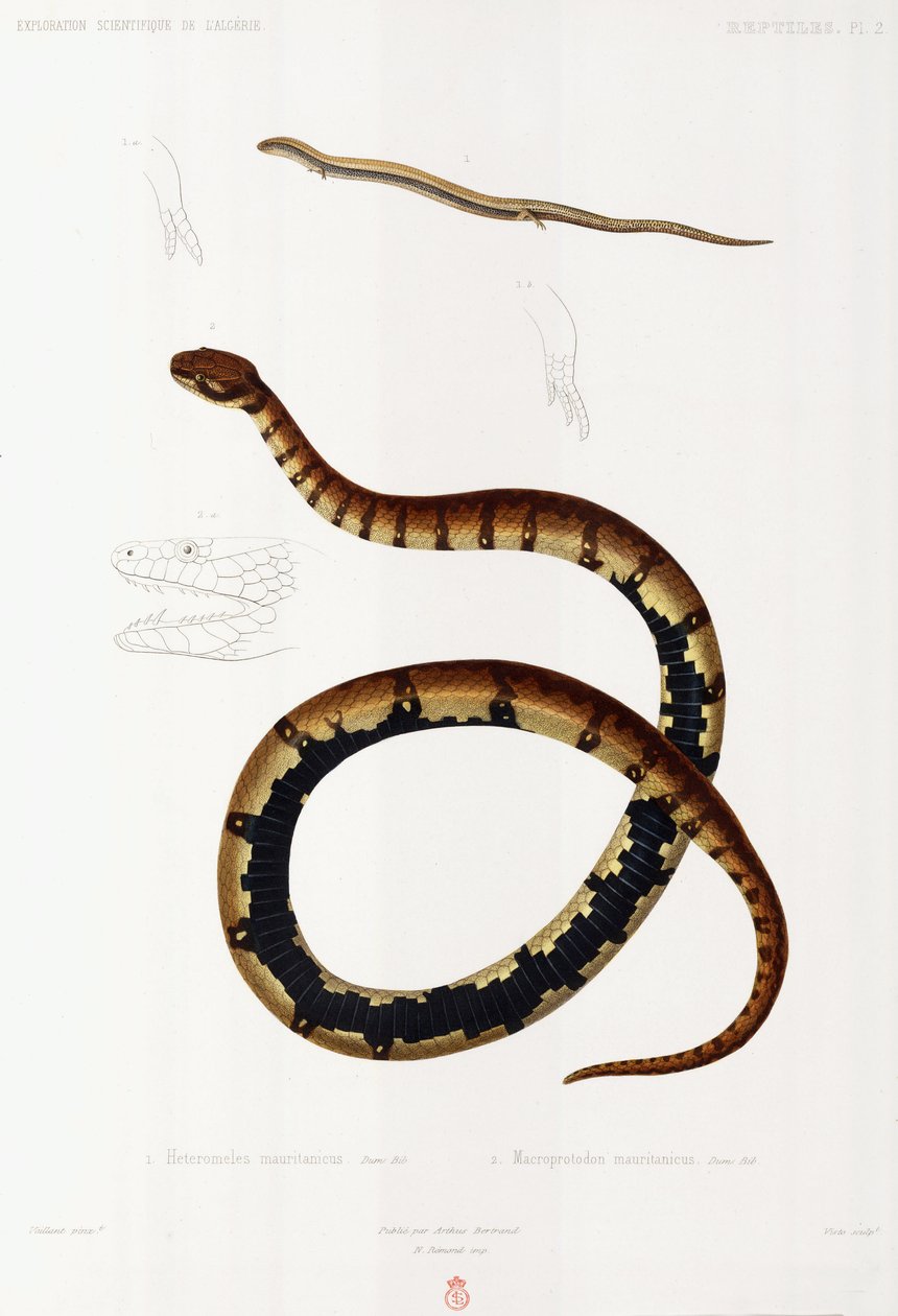 Lizard and Hooded Snake, Algeria tekijältä John Pardon