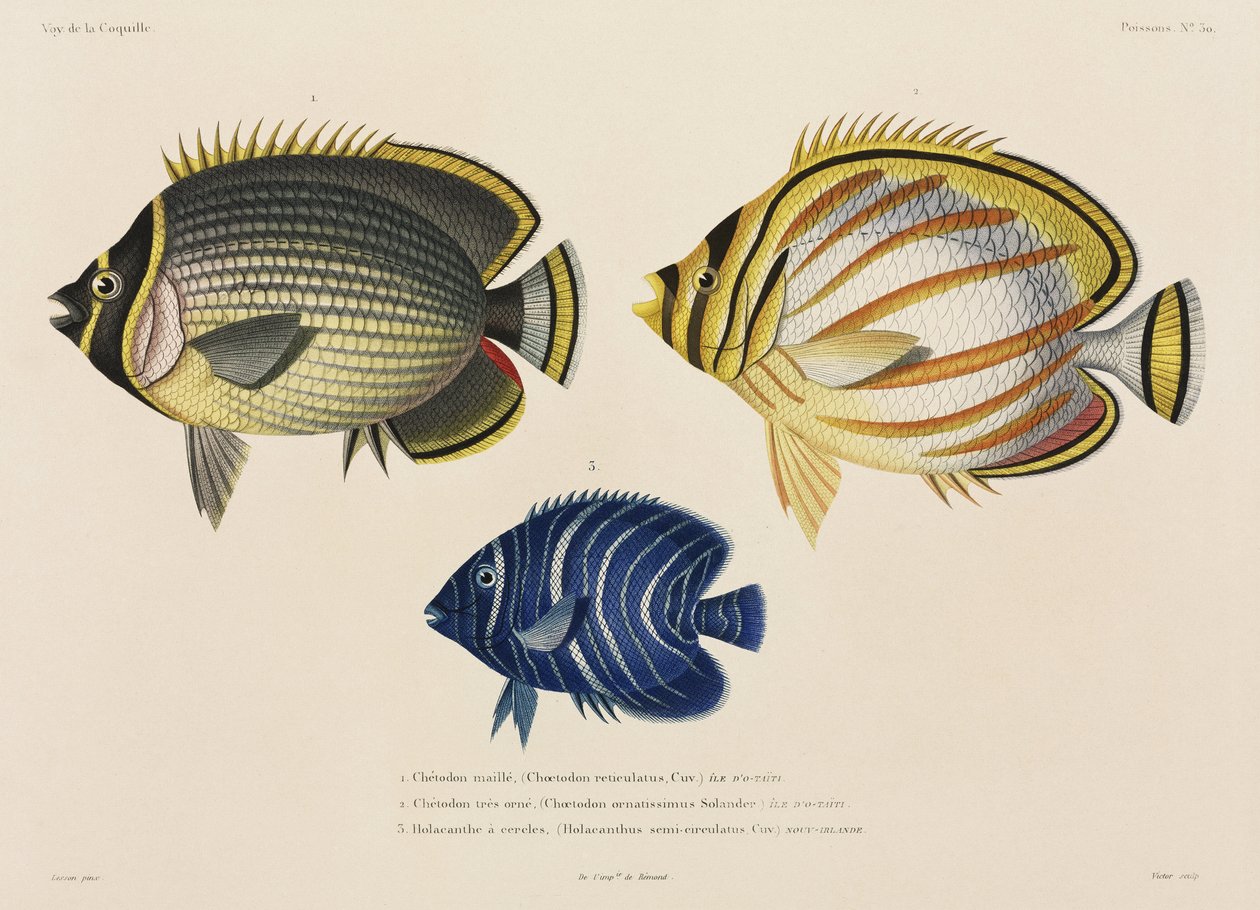 Postitettu ja koristeellinen butterflyfish ja angelfish, Etelä-Tyynenmeren tekijältä John Pardon