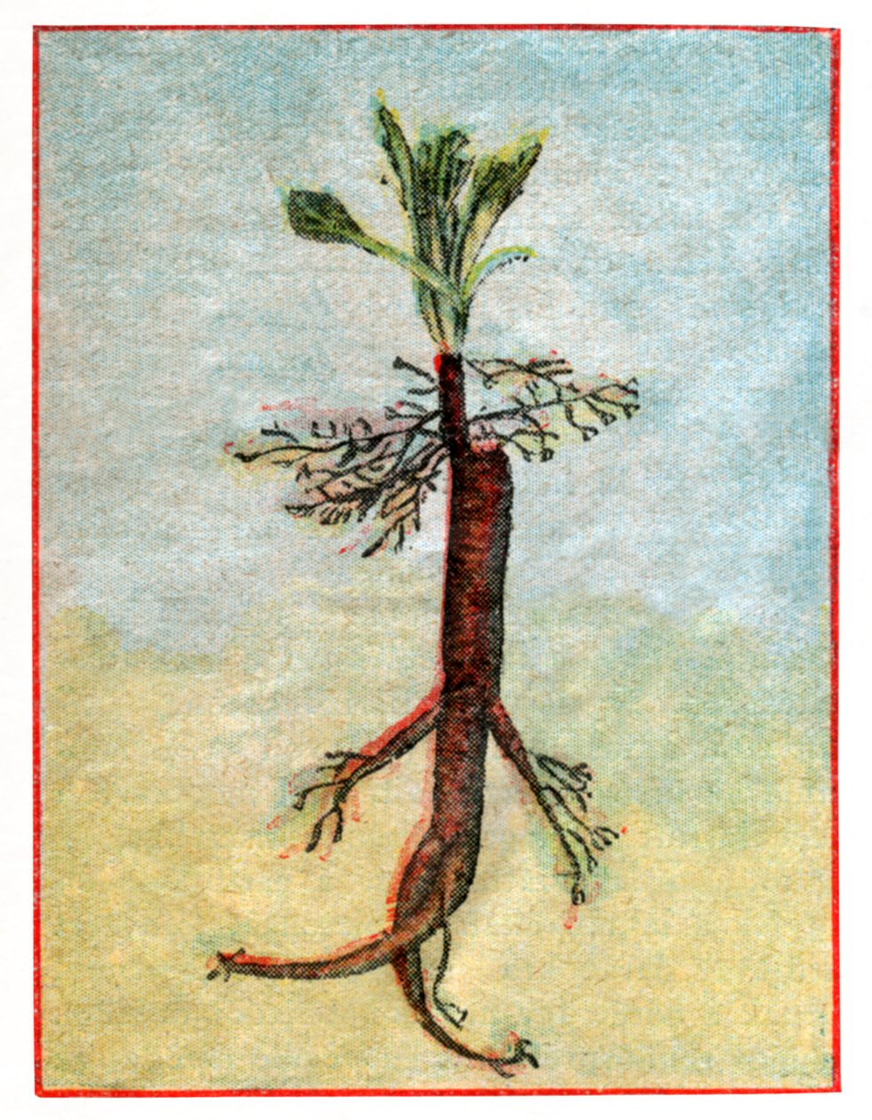 Mandragora tekijältä . .