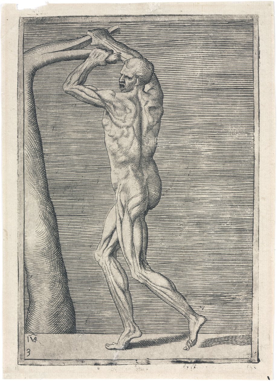 Lihakset Miesten lihaksiston anatominen tutkimus; mies katkaisee oksan, n. 1555 tekijältä Frederick (attr. to) Barnard