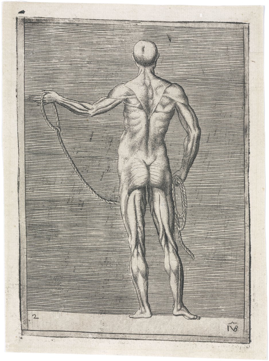 Lihakset Miesten lihaksiston anatominen tutkimus; mies kädessään köysi, n. 1555 tekijältä Frederick (attr. to) Barnard