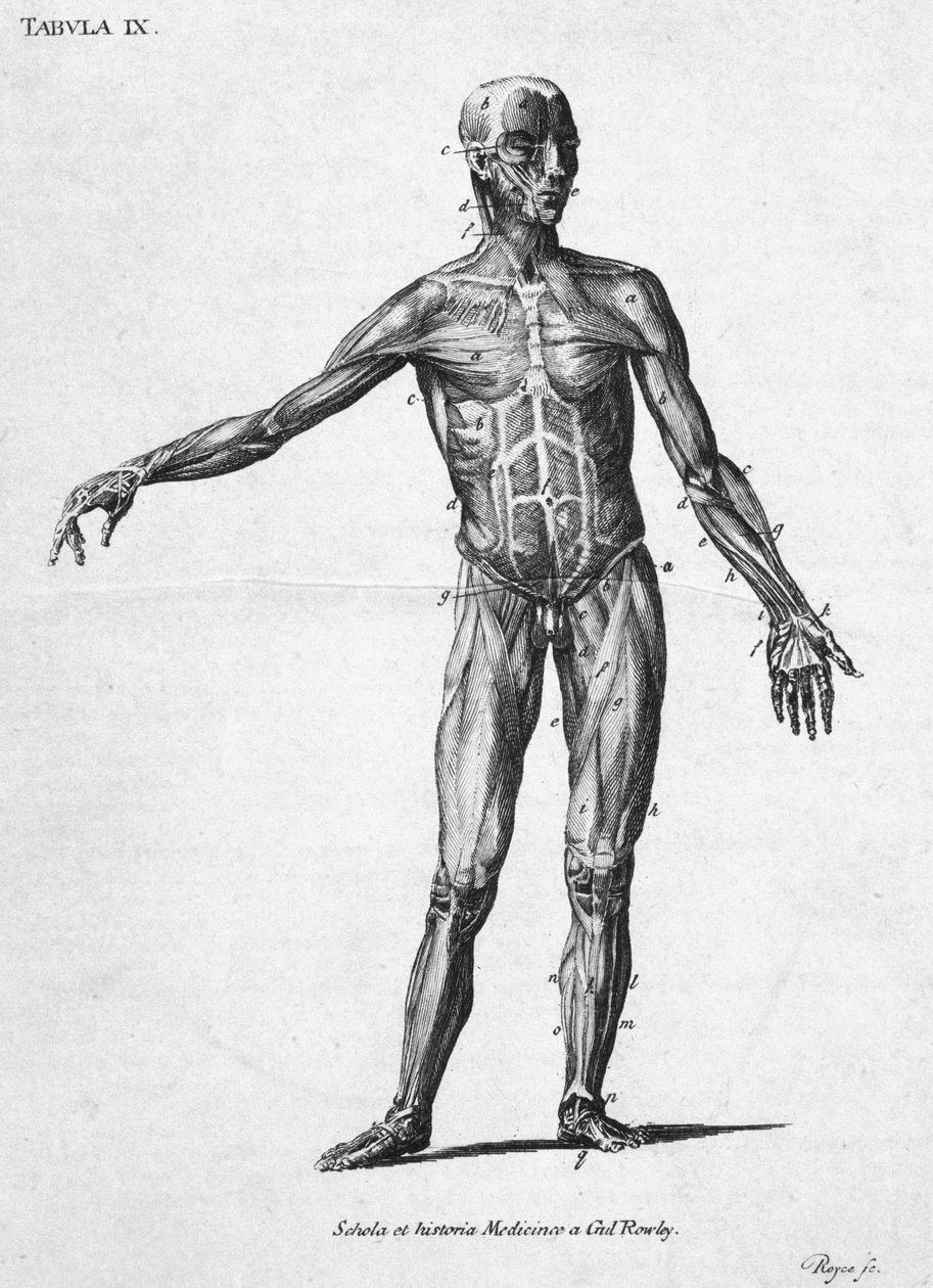 Lihakset Ihmisen lihasrakenne, n. 1850-luku tekijältä John Pardon