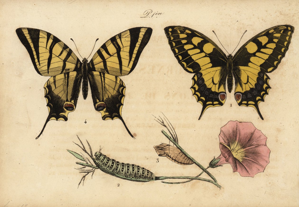 Vanhan maailman swallowtail, Papillo machaon 1,2,3 ja niukka swallowtail, Iphiclides podalirius 4 tekijältä John Pardon