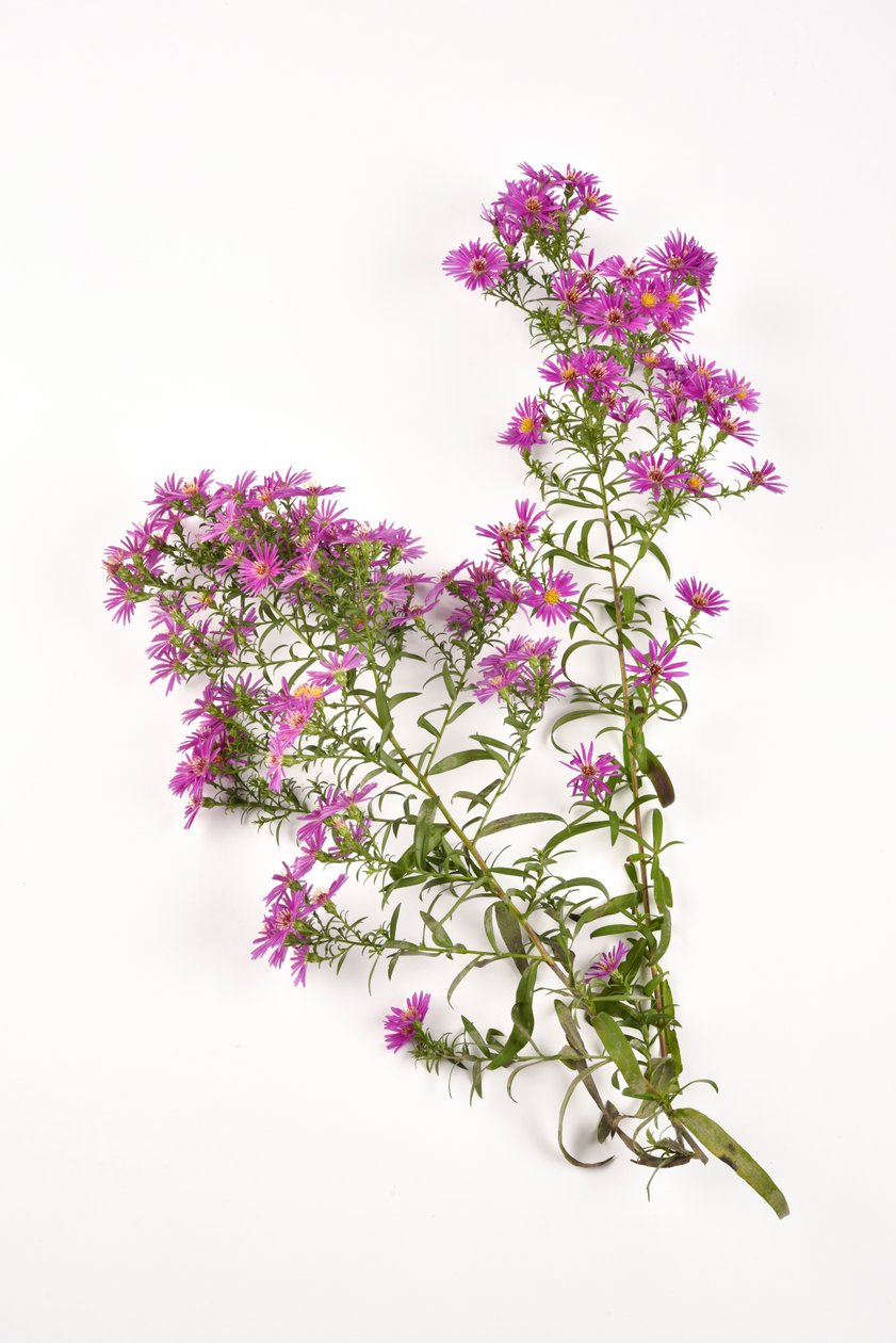 Michaelmas Daisy aster amellusin vaaleanpunaiset kukat tekijältä . .