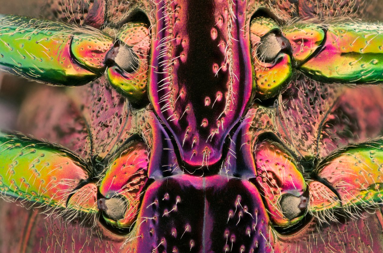 Polybothris quadricollis Madagaskarilta. Vatsan yksityiskohta (makrokuvaus) tekijältä John Pardon