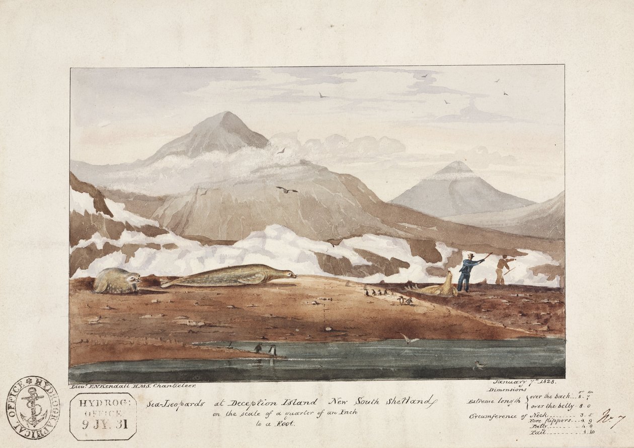 "Sea-Leopards at Deception Island, New South Shetland", 7. tammikuuta tekijältä John Pardon