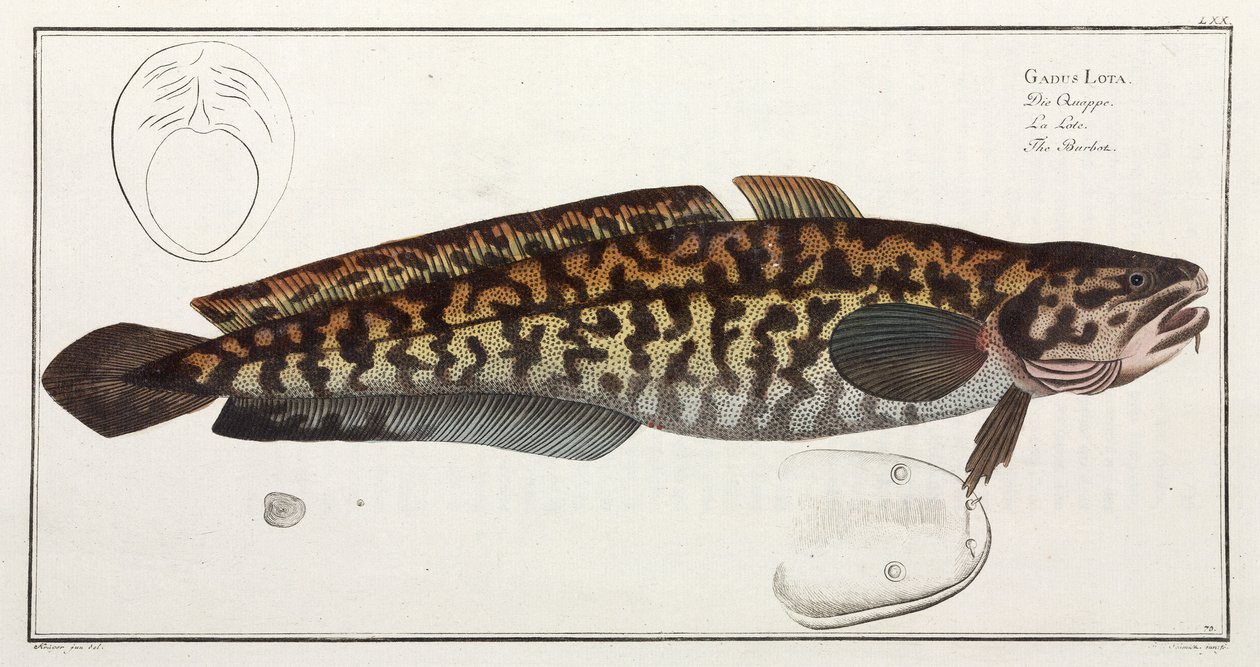 "The Burbot" tekijältä John Pardon