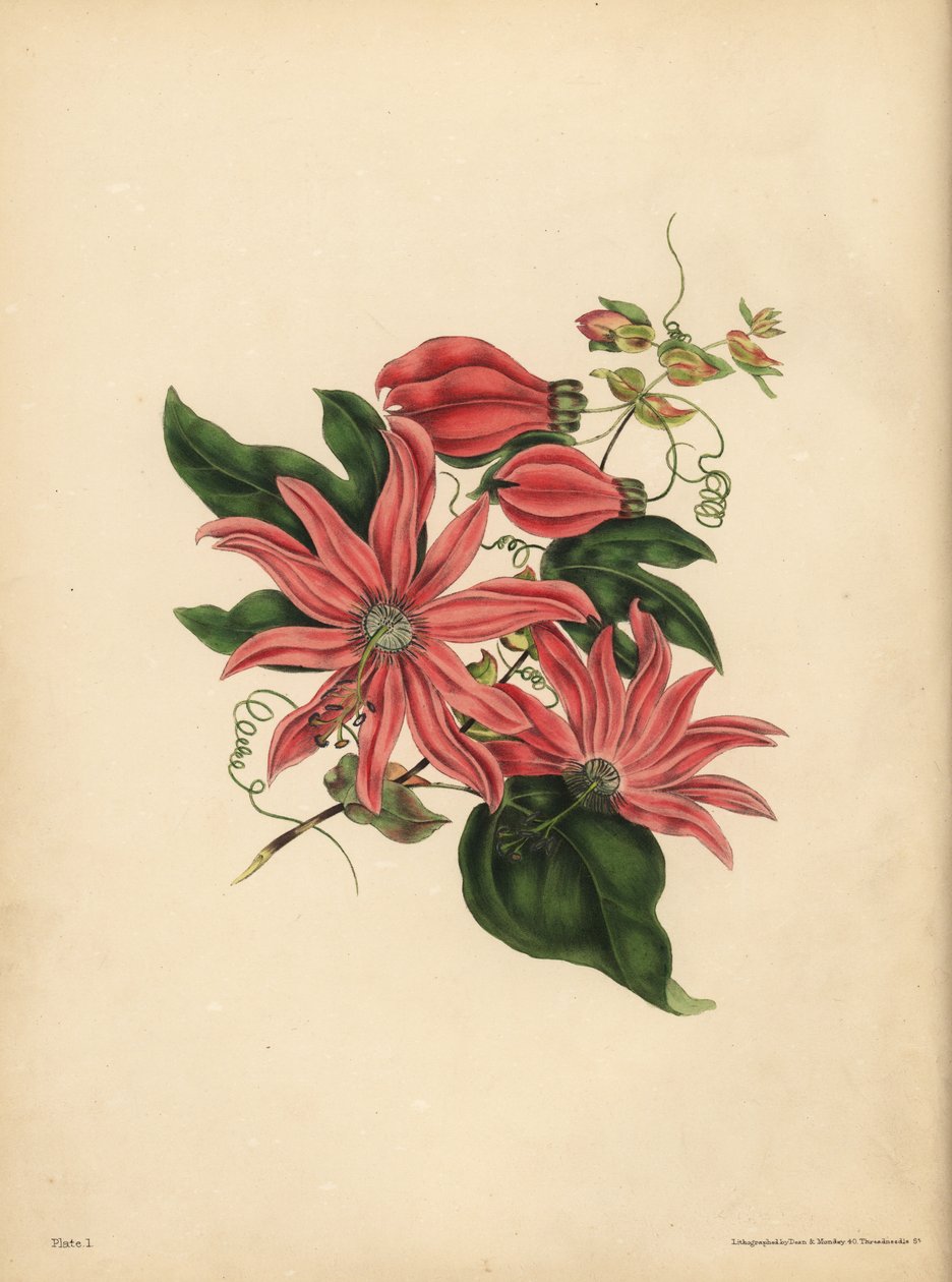 Rasemoosi Passionflower, Passiflora racemosa, Uskonnollinen taikausko tekijältä John Pardon