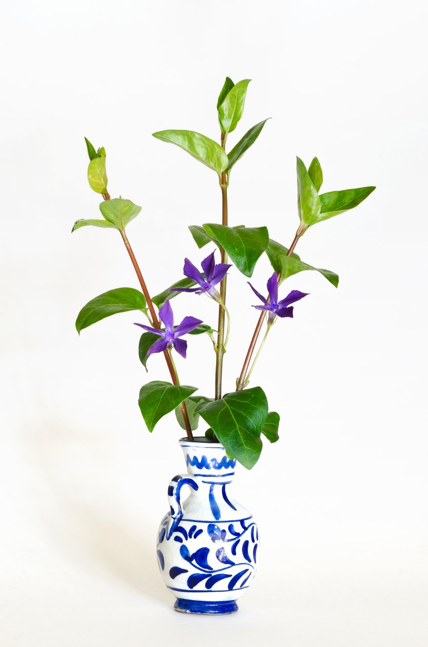 Kolme suurperiwinklen (Vinca major) vartta kukkimassa maljakossa (kuva) tekijältä . .