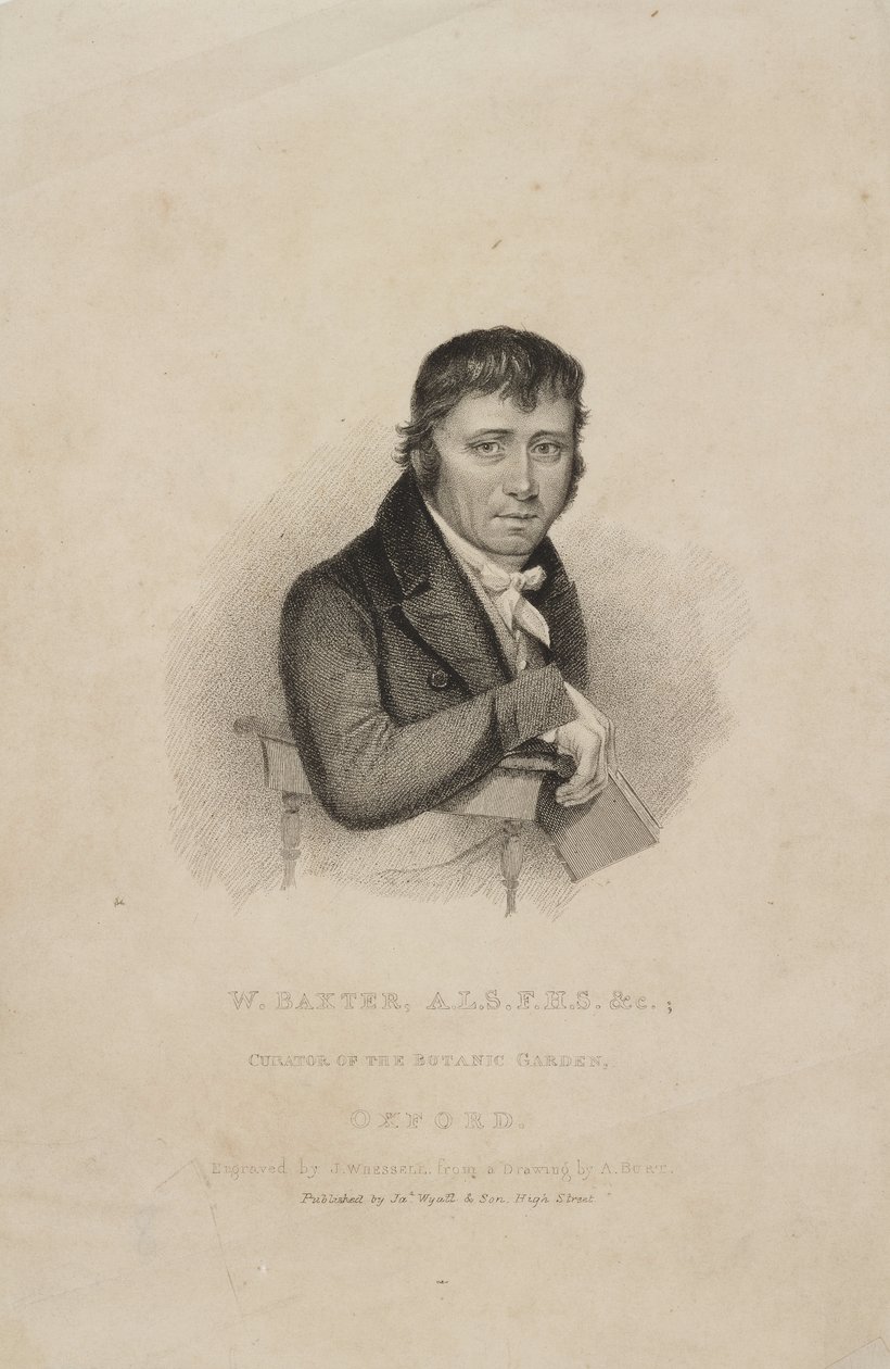 William Baxter, ALS FHS, brittiläinen kasvitieteilijä, n. 1820-luku tekijältä Frederick (attr. to) Barnard
