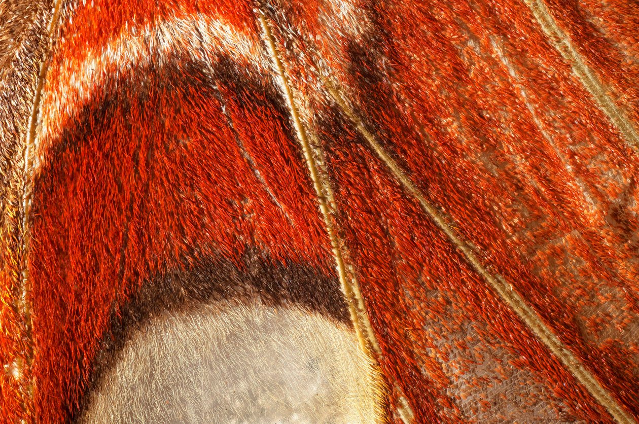 perhonen Attacus atlas (lepidoptera) Lähempi kasvi. (makrokuvaus) tekijältä John Pardon