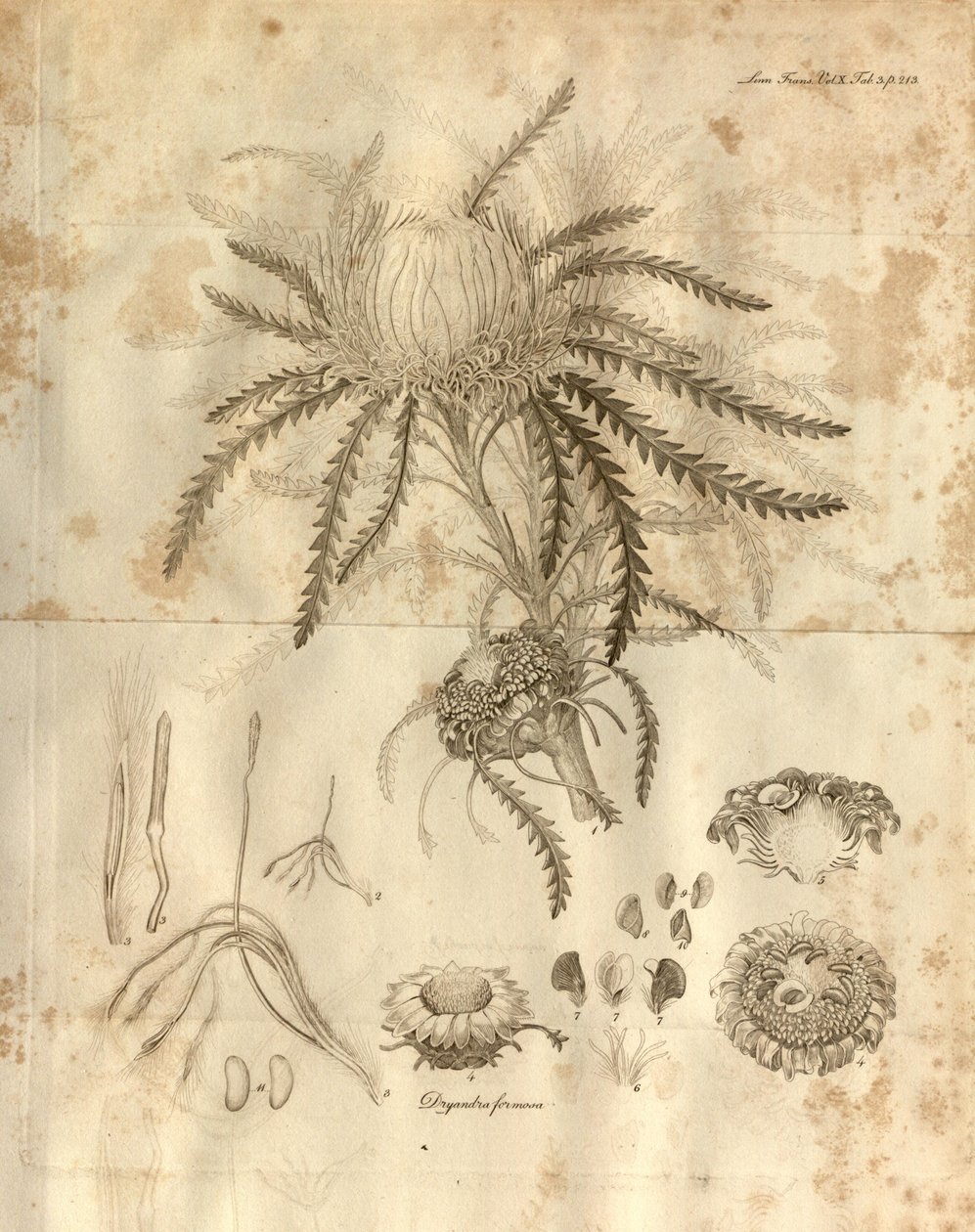 Tämä on levy 3 Lontoon Linnean Society of Transactions -teoksen 10. osasta, julkaistu vuonna 1811. Kuvitettu kasvi on Dryandra formosa (nykyään Banksia formosa) tekijältä Various