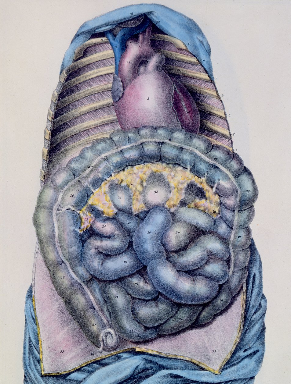 Paksusuolen anatomia, Jules Cloquetin (1790-1883) Manuel dAnatomie descriptive du Corps Humainin kaivertama G. de Frey, 1825 tekijältä after Haincelin