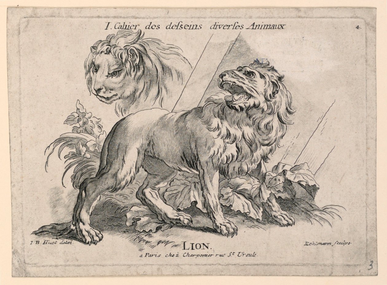 Studies of Lions, levy 4, "Cahier des Desseins Diverse Animalaux" tekijältä after Jean Baptiste Huet