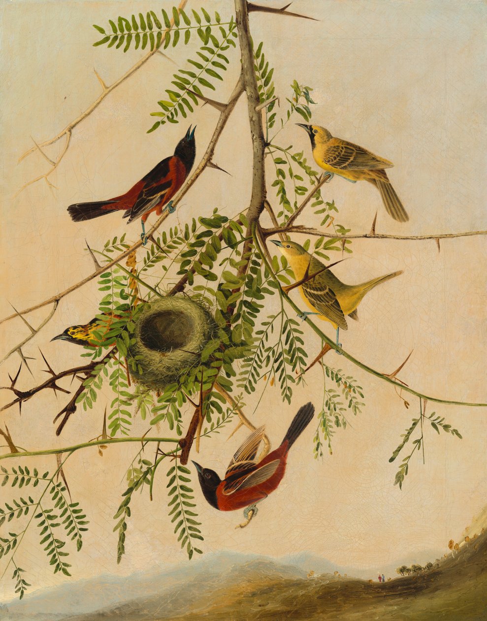 Orchard Oriole tekijältä after John James Audubon Joseph Bartholomew Kidd