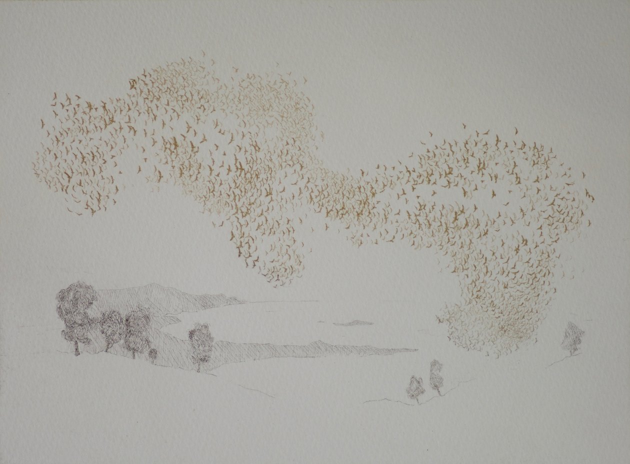 Sunbirds, 2016, etsaus ja käsinvärjäys paperille tekijältä angus hampel