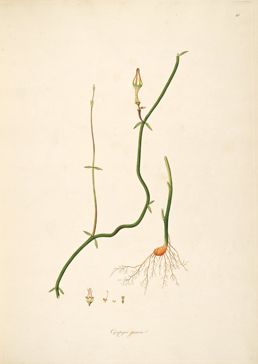Kuva Ceropegia juncea, Apocynaceae, Asclepiadoideae tekijältä anonymus