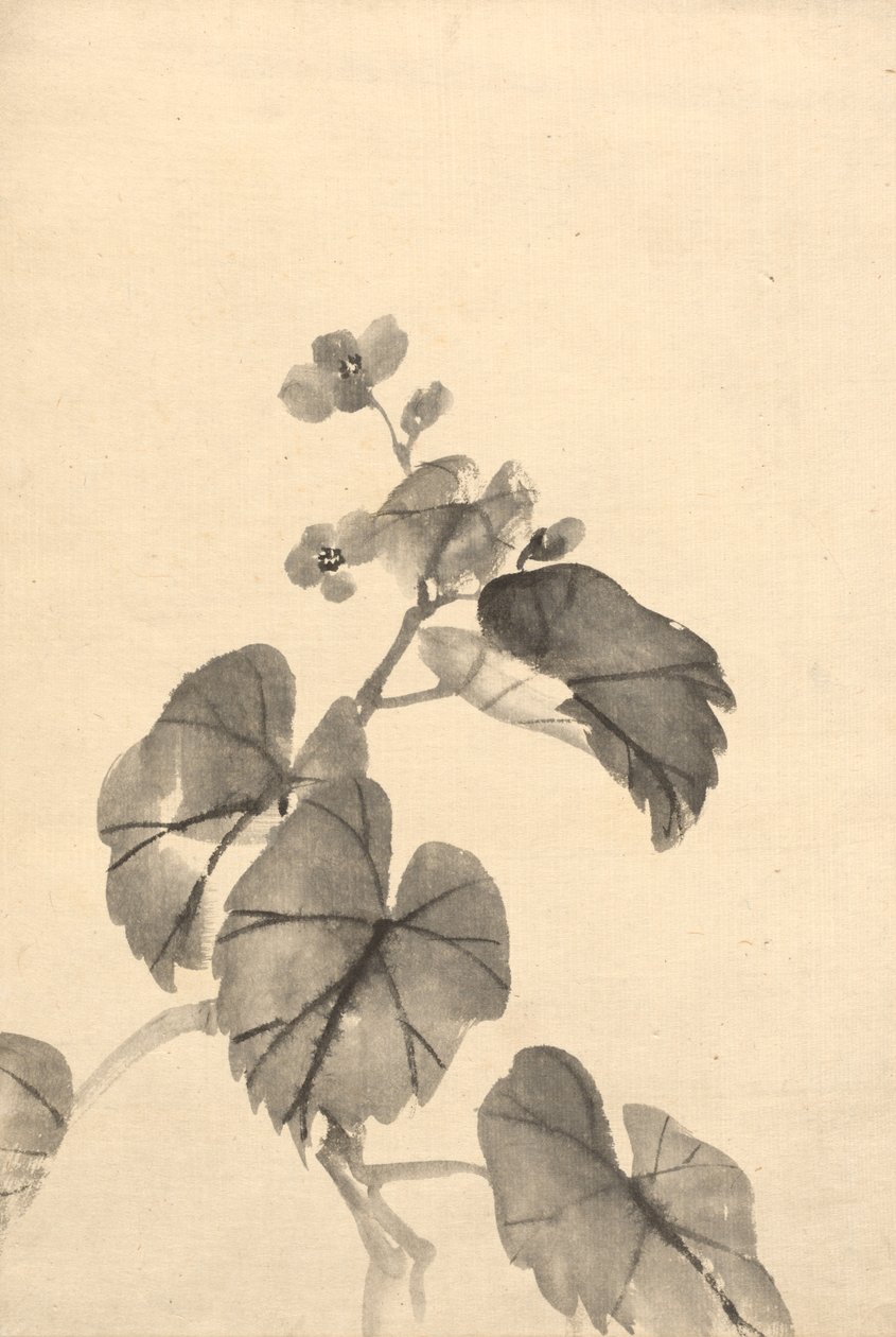 Begonian haara kukkivassa tekijältä attributed to Kono Bairei