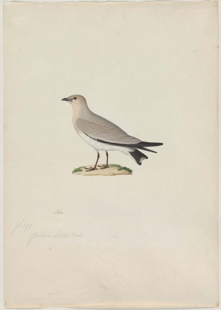 Pieni Pratincole (Glareola lactea) tekijältä attributed to Paul Hüet