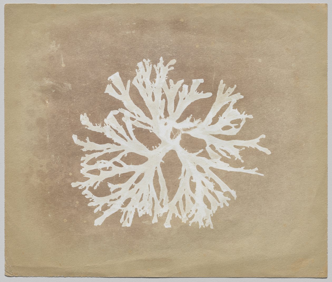 Levät tekijältä circle of William Henry Fox Talbot