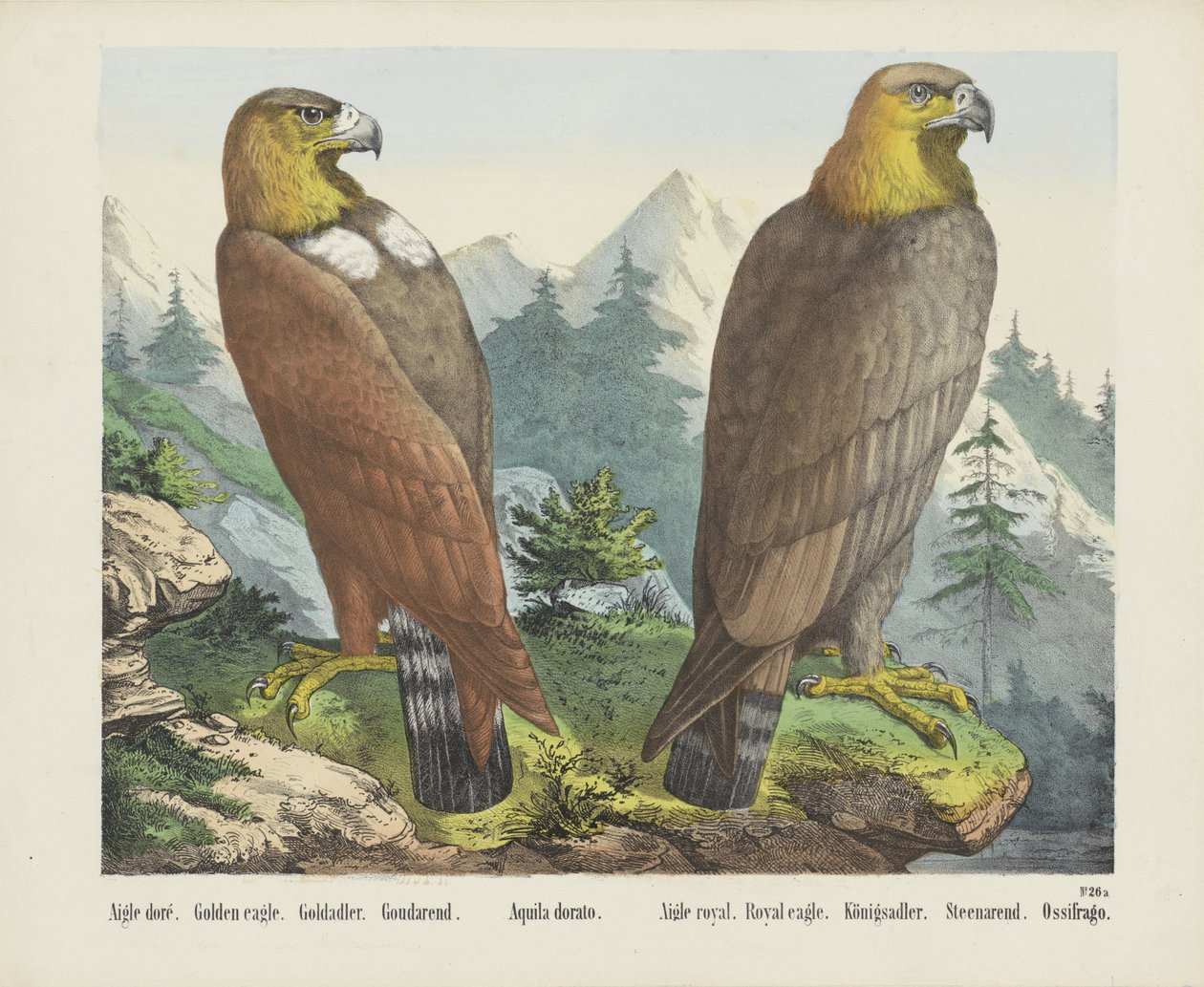 Aigle doré. / Kultainen kotka. / Goldadler. / Goudarend. / Aquila dorato. / Aigle Royal. / Kuninkaallinen kotka. / Königsadler. /Steenarend. / Ossifrago (otsikko esineessä) tekijältä firma Joseph Scholz