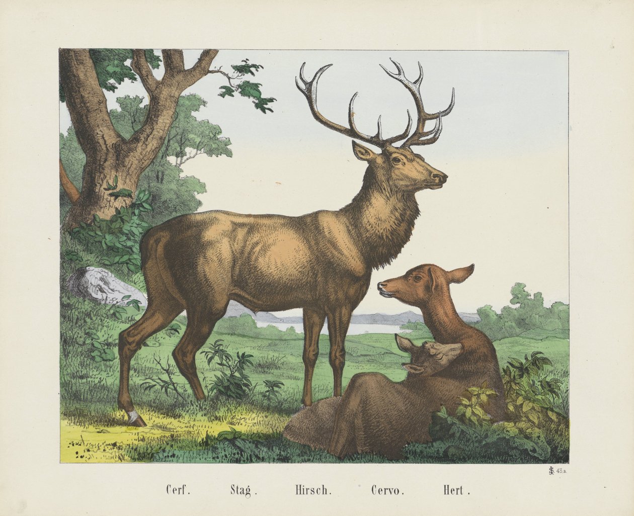 Cerf. / Stag. / Hirsch. / Cervo. / Hert (otsikko esineessä) tekijältä firma Joseph Scholz