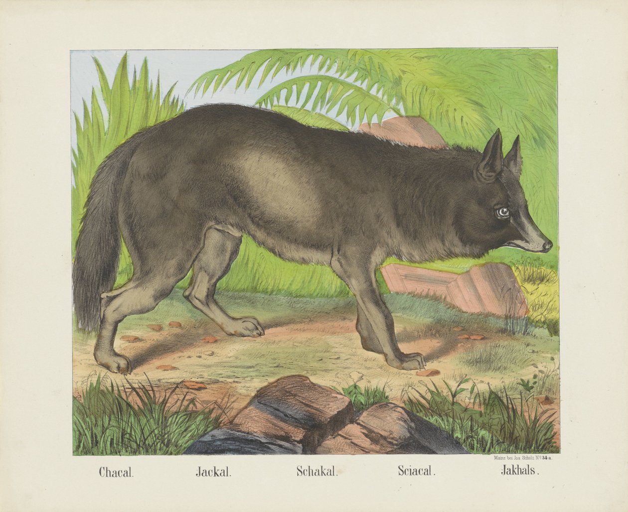 Chacal. / Saakaali. / Schakal. / Sciacal. / Jakhals (otsikko esineessä) tekijältä firma Joseph Scholz
