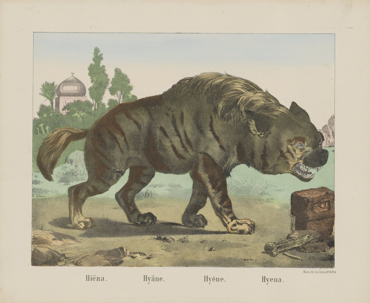 Hyeena. / Hyena. / Hyena. / Hyena (otsikko esineessä) tekijältä firma Joseph Scholz
