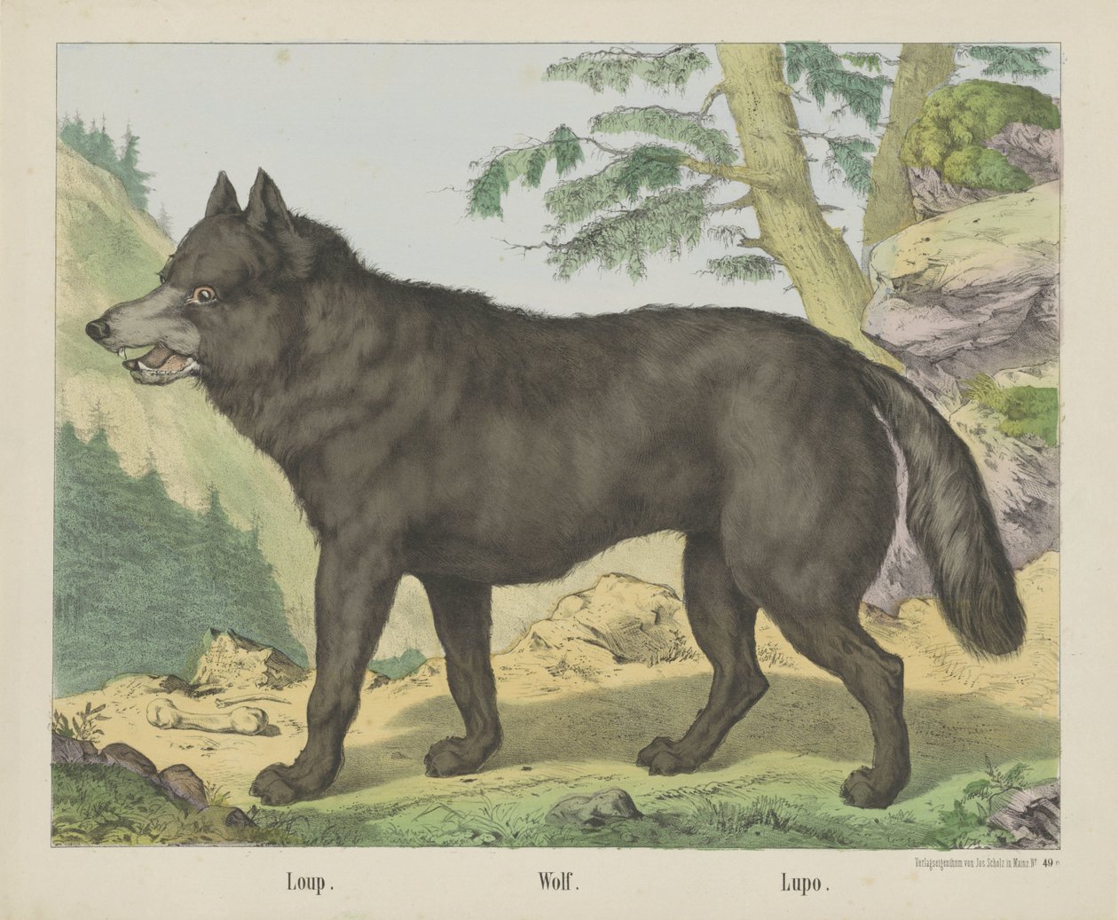 Loup. / Susi. / Lupo (otsikko esineessä) tekijältä firma Joseph Scholz
