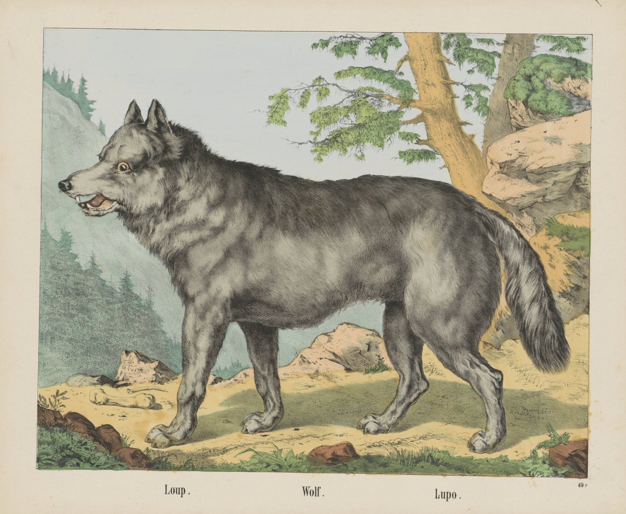 Loup. / Susi. / Lupo (otsikko esineessä) tekijältä firma Joseph Scholz