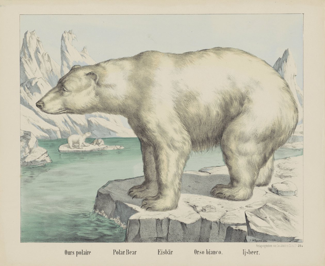 Meidän polaire / jääkarhu / Eisbär / Orso bianco. / Ijsbeer (otsikko esineessä) tekijältä firma Joseph Scholz