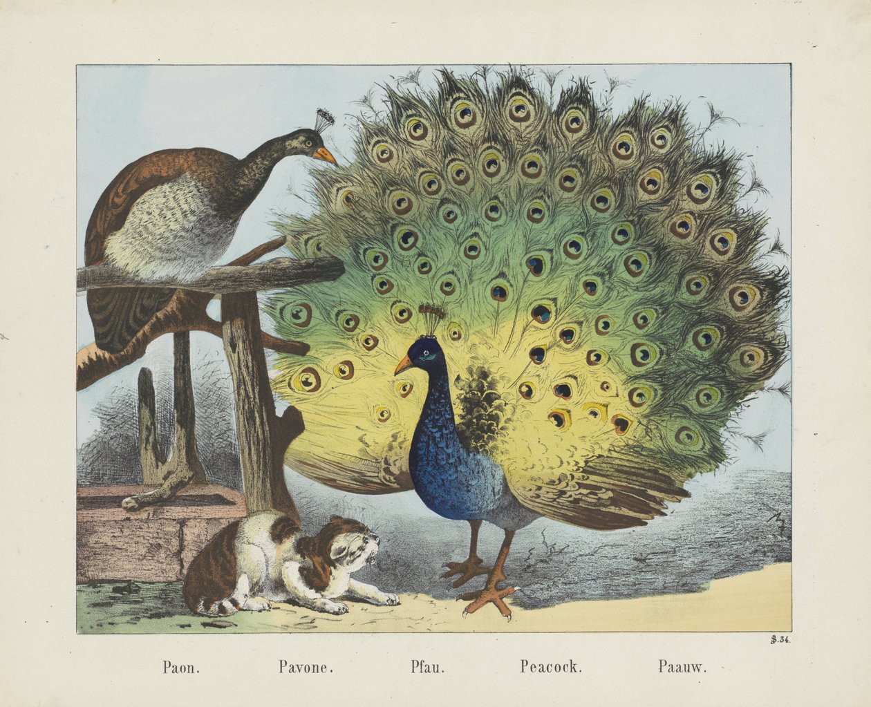 Paon. / Pavone. / Pfau. / Riikinkukko. / Paauw (otsikko esineessä) tekijältä firma Joseph Scholz