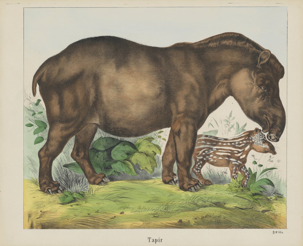 Tapir (otsikko esineessä) tekijältä firma Joseph Scholz