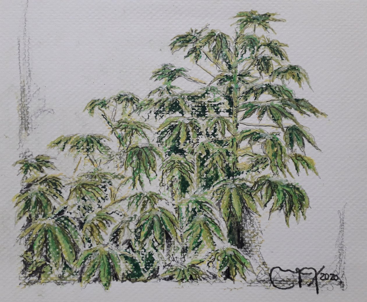 PLANTA DE YUCA tekijältä miguelmendez_art.ve