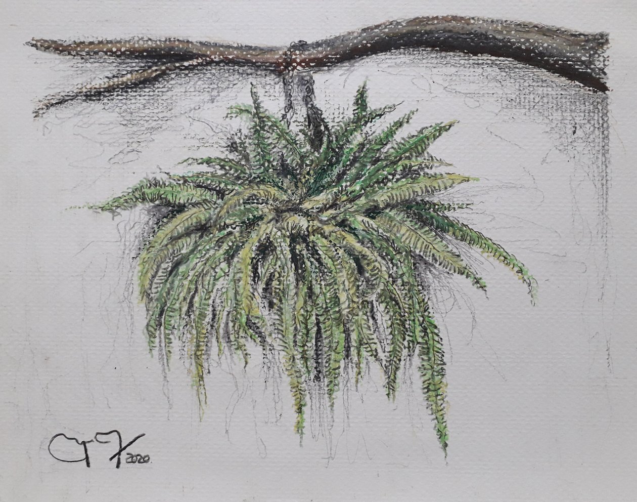 PLANTA ORNAMENTAL - HELECHO tekijältä miguelmendez_art.ve