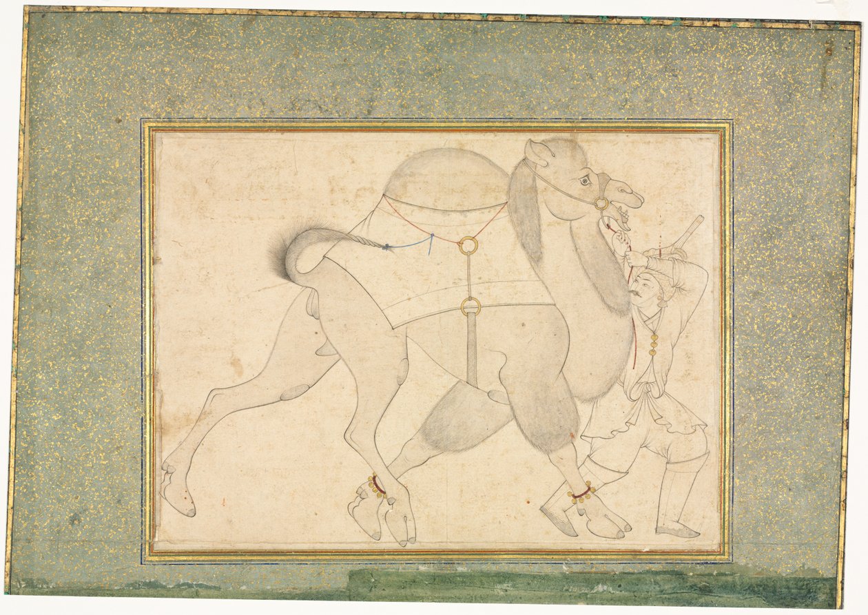 Camel i Nuvi; Il·lustració d