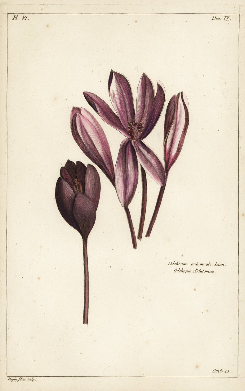 Syksykrookus, niittysahraami tai alastonnaiset, Colchicum autumnale, Linn tekijältä the Younger Dupin