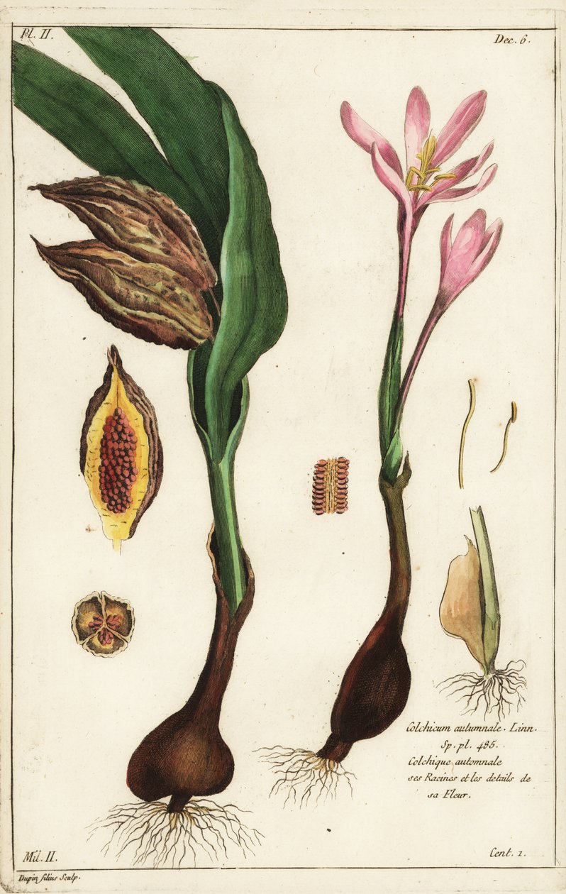 Syksykrookus, niittysahrami tai alastonnaiset, Colchicum autumnale, Linn tekijältä the Younger Dupin