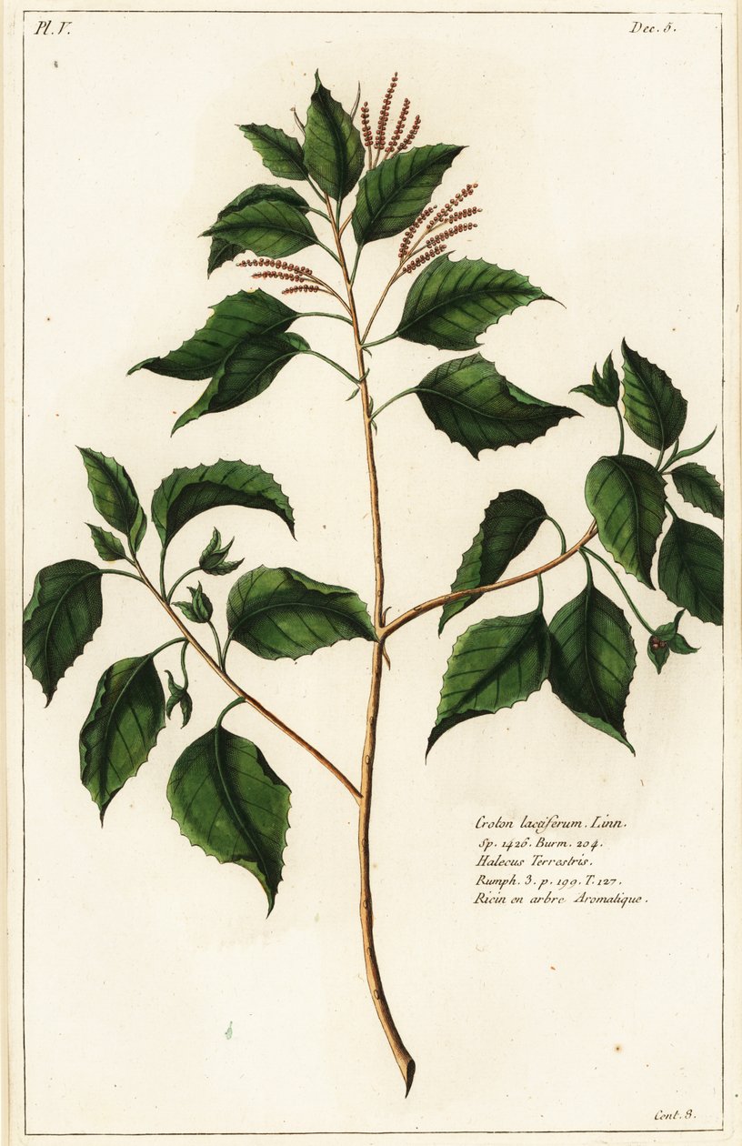 Kynttilänpähkinä, Croton laccifer tekijältä the Younger Dupin