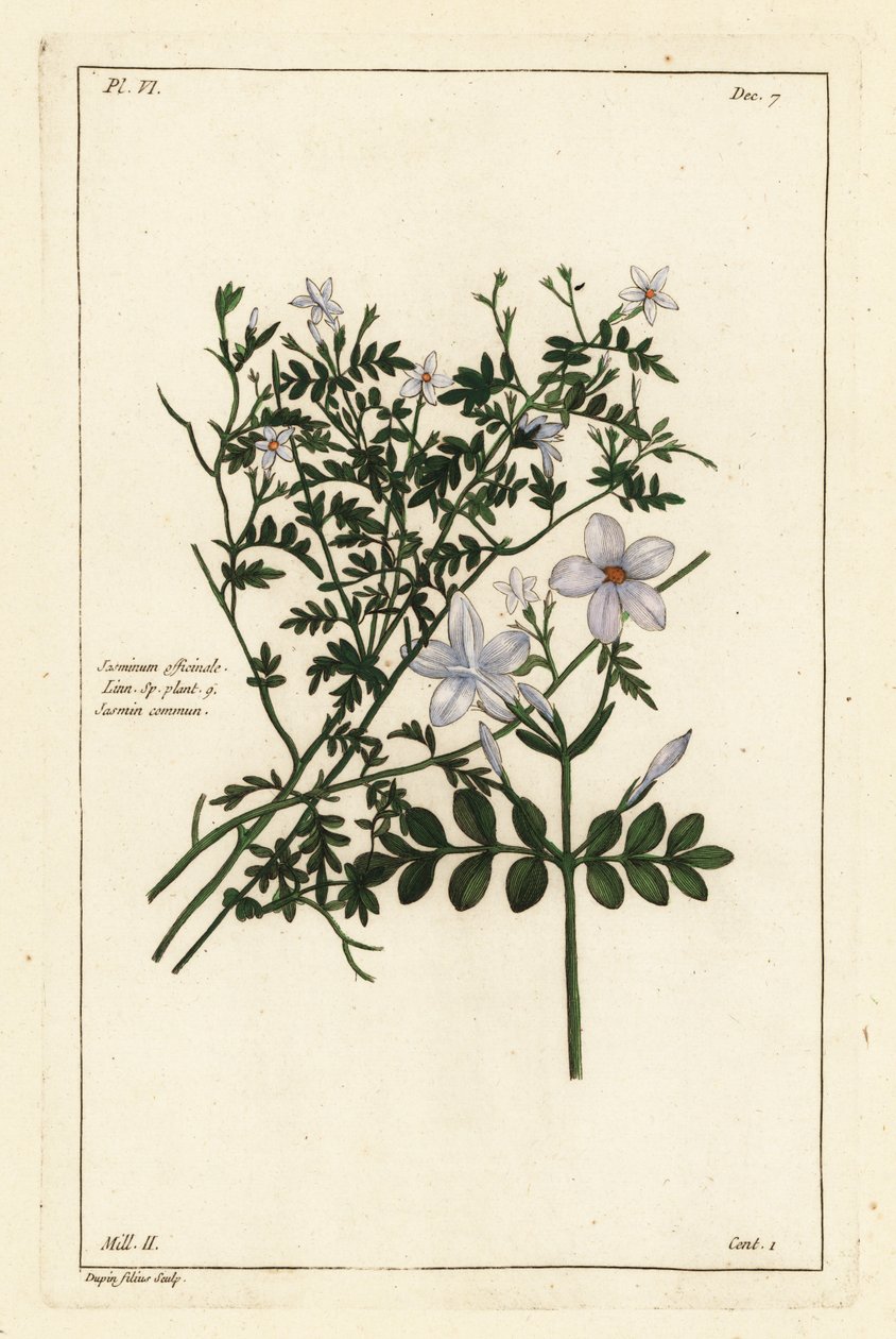 Tavallinen jasmiini, Jasminum officinale, Linn tekijältä the Younger Dupin