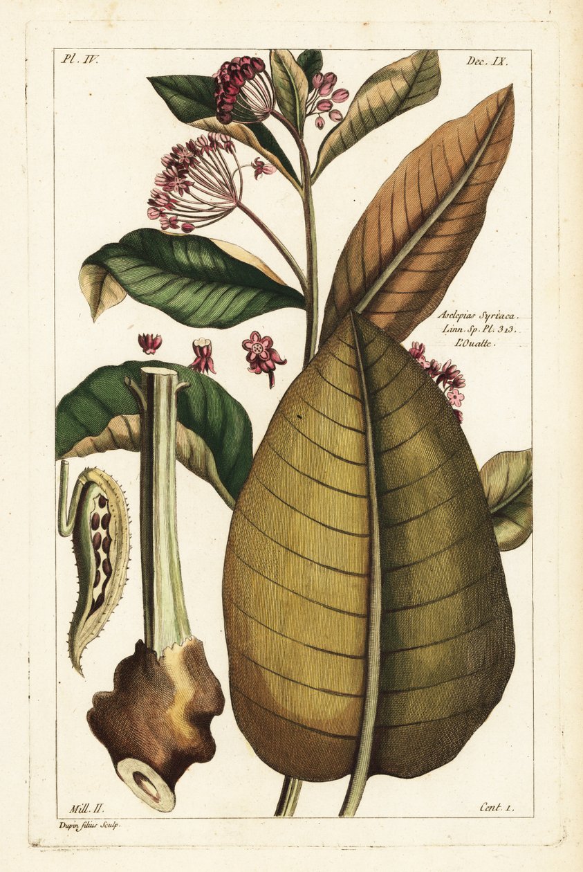 Tavallinen maitoherne, Asclepias syriaca tekijältä the Younger Dupin