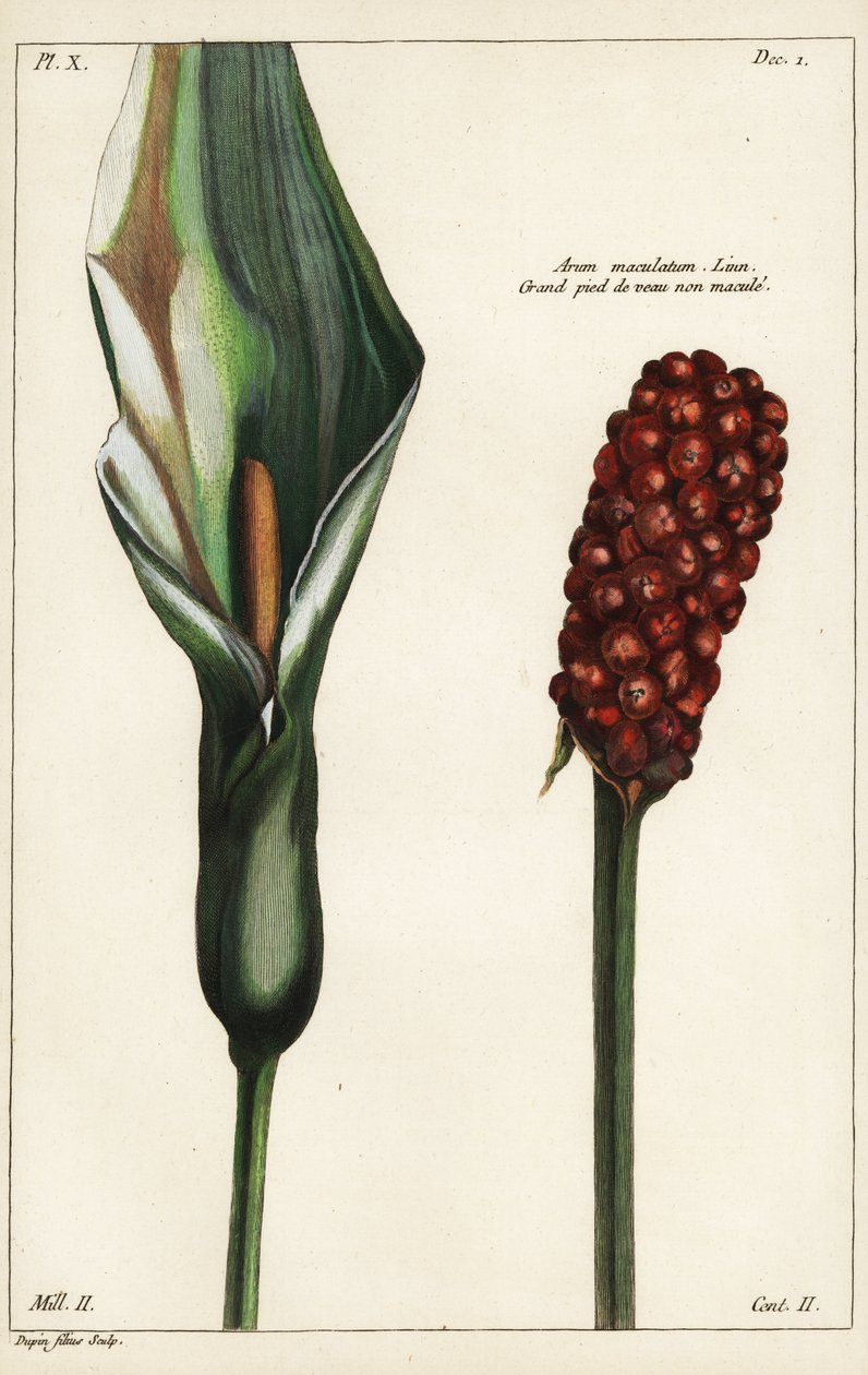 Käkipintinen tai villiarum, kukka ja hedelmä, Arum maculatum, Linn tekijältä the Younger Dupin