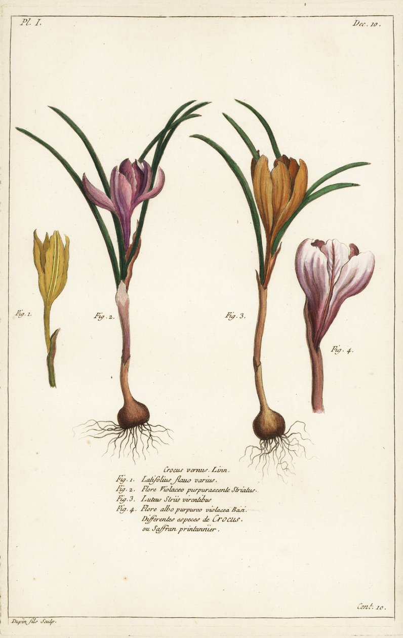 Erilaisia kevätkrookuslajeja, Crocus vernus, Linn tekijältä the Younger Dupin